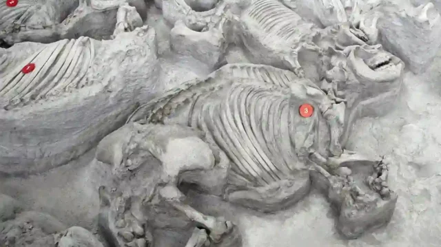 Water-Dwelling Ancient Rhinos Found to Have Lived — and Died — in Massive Herds Ancient Rhinos Lived in Large, Water-Loving Herds Before Supervolcano Eruption